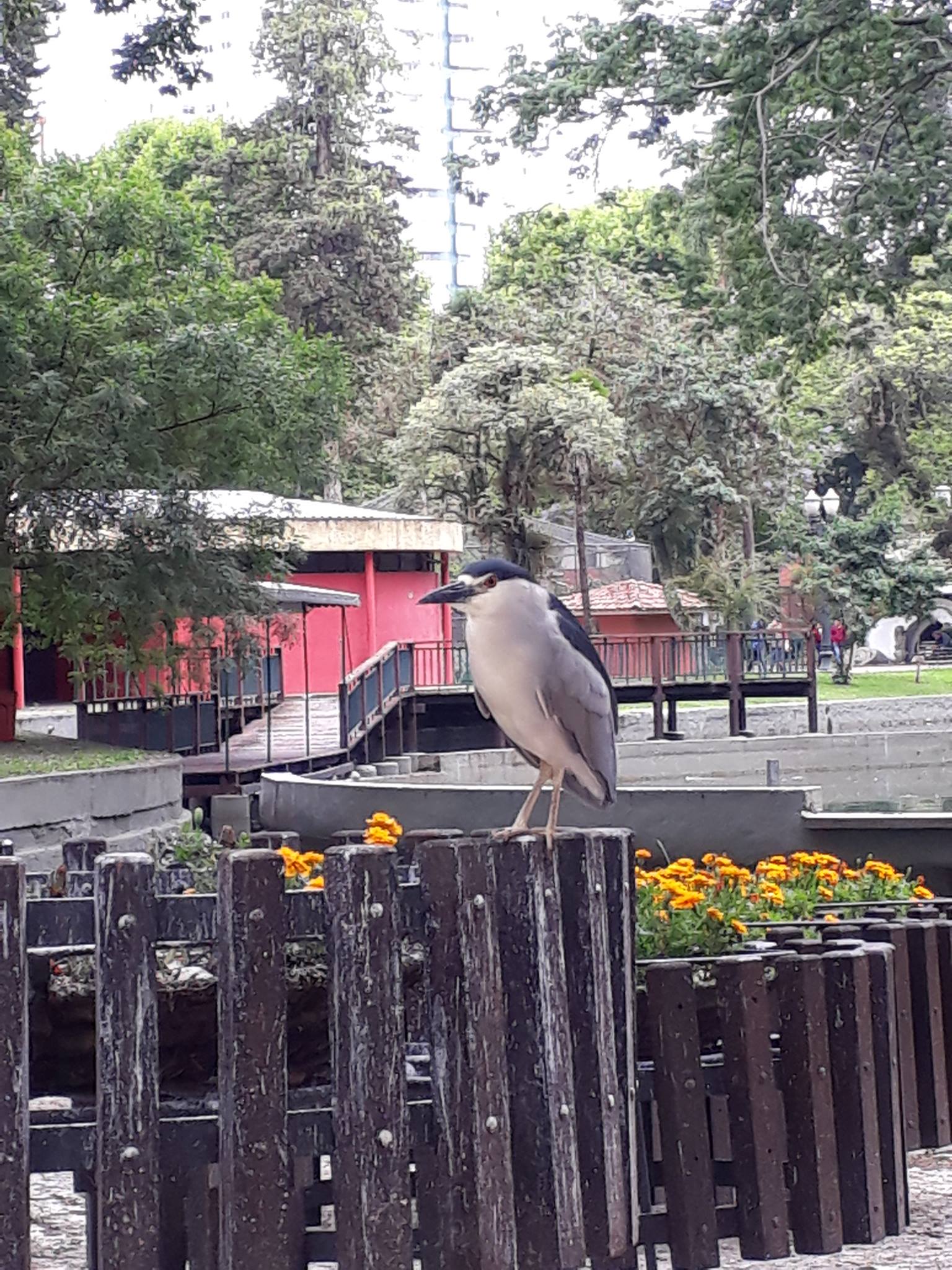 A Fábula do Passarinho