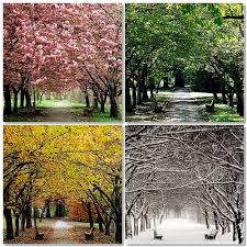 Solo Fértil do Amor Montagem com quatro imagens de uma mesma alameda de árvores, representando as quatro estações do ano: primavera, verão, outono e inverno.